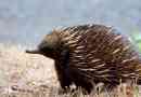 Echidna: állat vagy hívás?